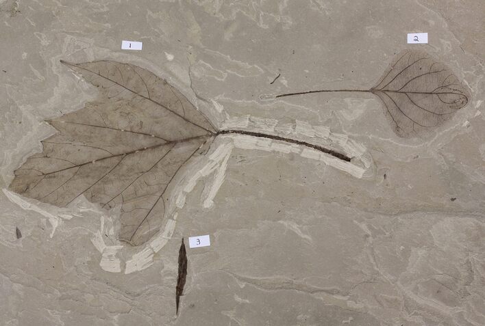Fossil Sycamore (Platanus) & Poplar (Populus) Leaf Plate - Utah #174941